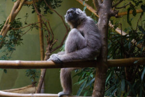 Ogród Zoologiczny we Wrocławiu to jeden z najstarszych i najbardziej rozbudowanych ogrodów zoologicznych w Polsce